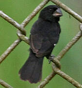 Variable Seedeater