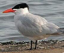 Caspian Tern