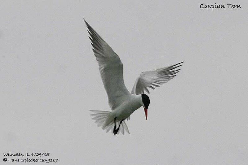 Caspian Tern