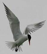 Caspian Tern