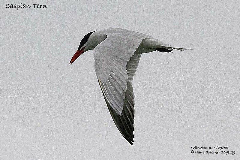 Caspian Tern