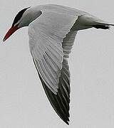 Caspian Tern