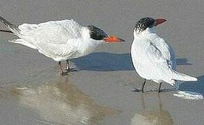 Caspian Tern