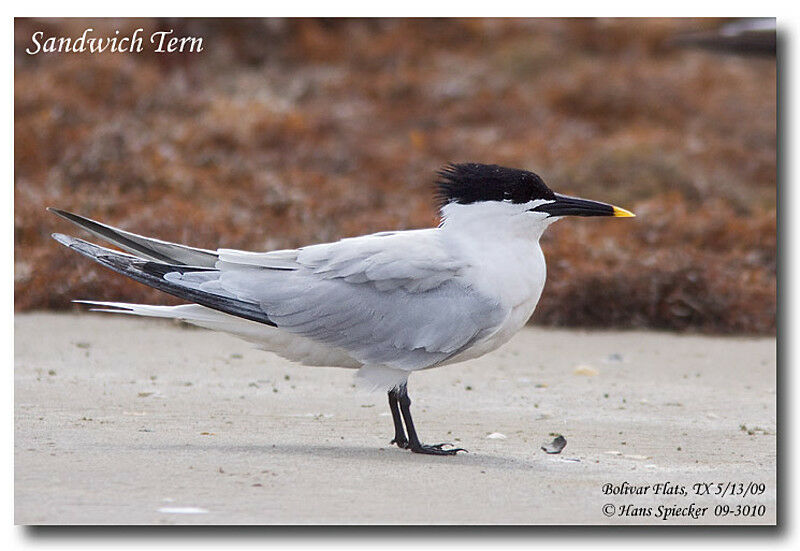 Cabot's Ternadult breeding, identification