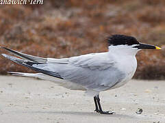 Cabot's Tern