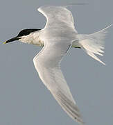 Cabot's Tern