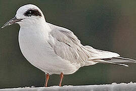 Forster's Tern