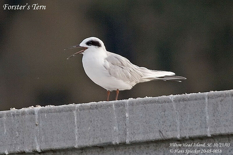 Forster's Tern