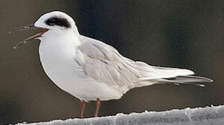 Forster's Tern