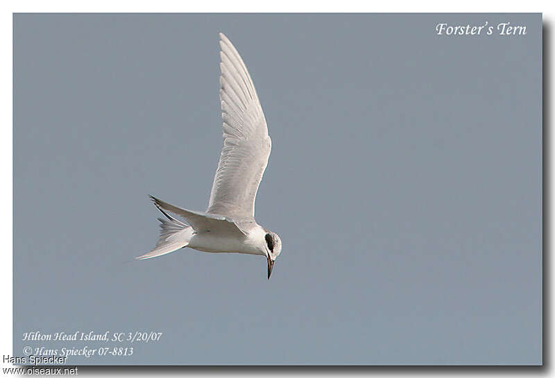 Forster's Ternadult post breeding, identification