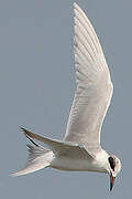 Forster's Tern