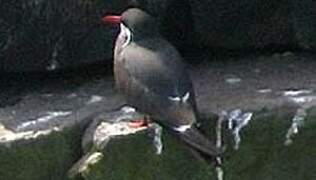 Inca Tern