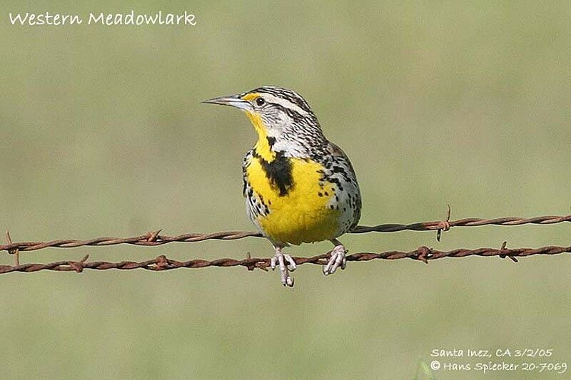 Western Meadowlark