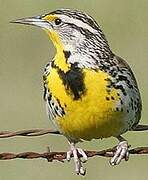 Western Meadowlark