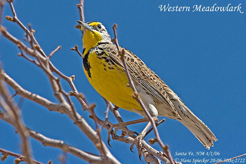 Western Meadowlarkadult