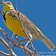 Western Meadowlark