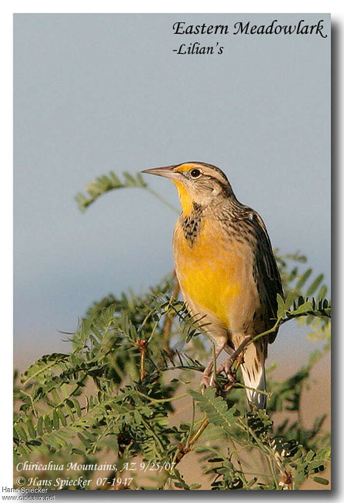 Eastern MeadowlarkFirst year, identification