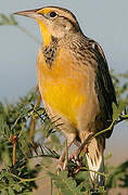 Eastern Meadowlark