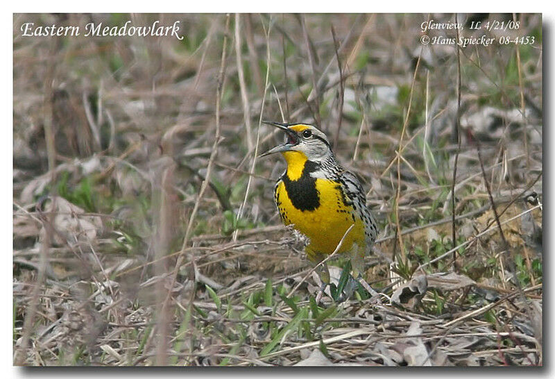 Eastern Meadowlarkadult