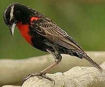 Peruvian Meadowlark