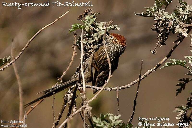 Rusty-crowned Tit-Spinetail