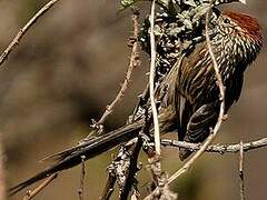 Rusty-crowned Tit-Spinetail