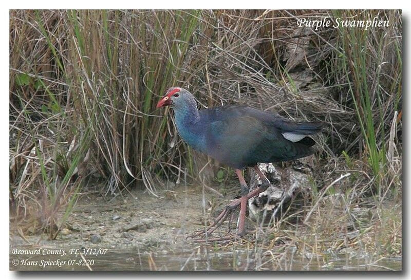 Grey-headed Swamphenadult