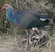 Grey-headed Swamphen