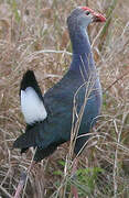 Grey-headed Swamphen