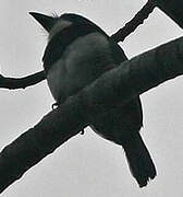 Black-breasted Puffbird