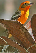 Flame-colored Tanager