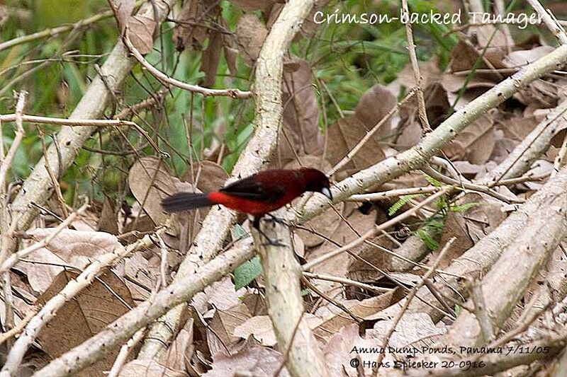 Crimson-backed Tanager