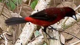 Crimson-backed Tanager