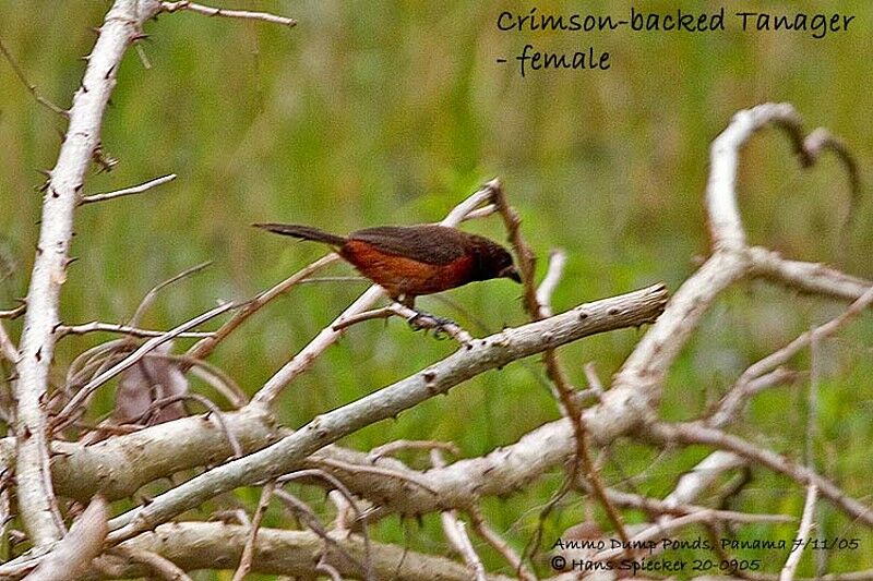 Crimson-backed Tanager