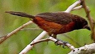 Crimson-backed Tanager