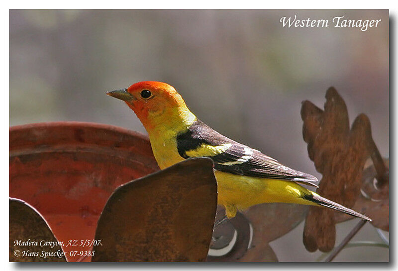 Western Tanager male adult