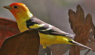 Western Tanager