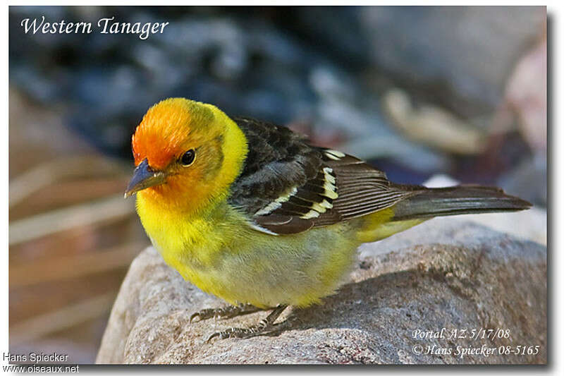 Western Tanager male adult