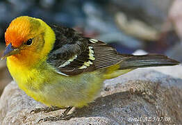 Western Tanager