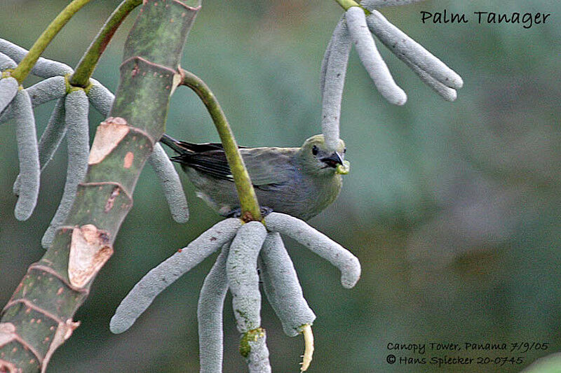 Palm Tanager