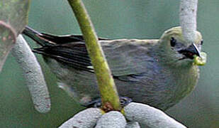 Palm Tanager