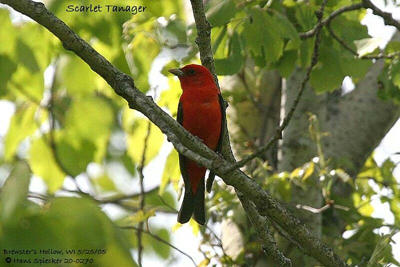 Scarlet Tanager