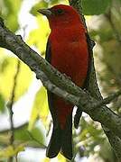 Scarlet Tanager