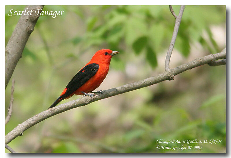 Scarlet Tanager male adult