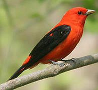 Scarlet Tanager