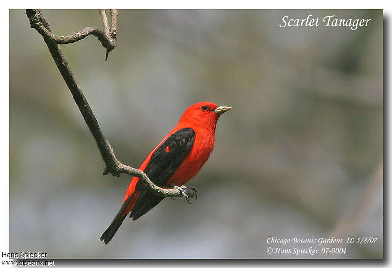 Scarlet Tanager male adult breeding, identification
