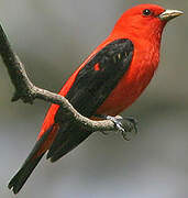 Scarlet Tanager