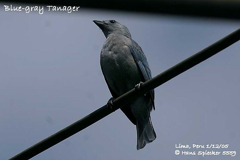 Blue-grey Tanager