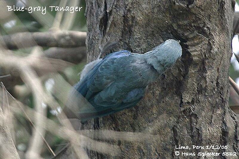 Blue-grey Tanager