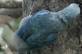 Blue-grey Tanager